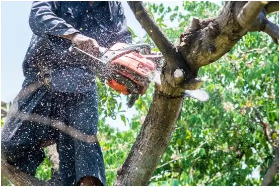 tree services Pasco